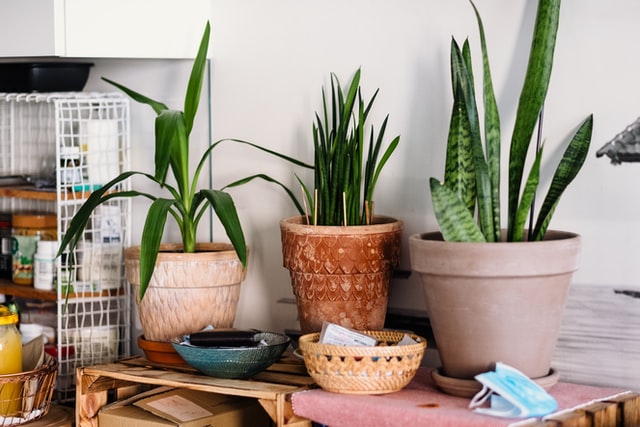 apuesta por la sencillez de la sansevieria en tu hogar con kampodomo